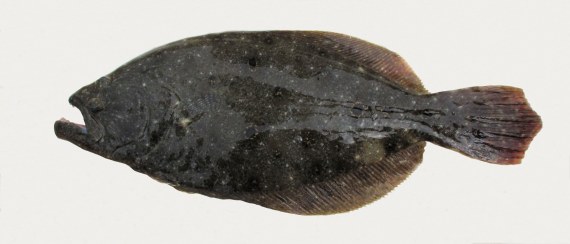 Flounder fishing Santa Rosa Beach FL