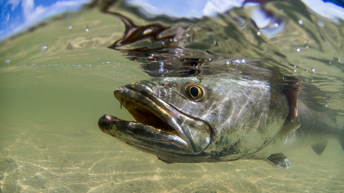Speckled Trout fishing Santa Rosa Beach FL